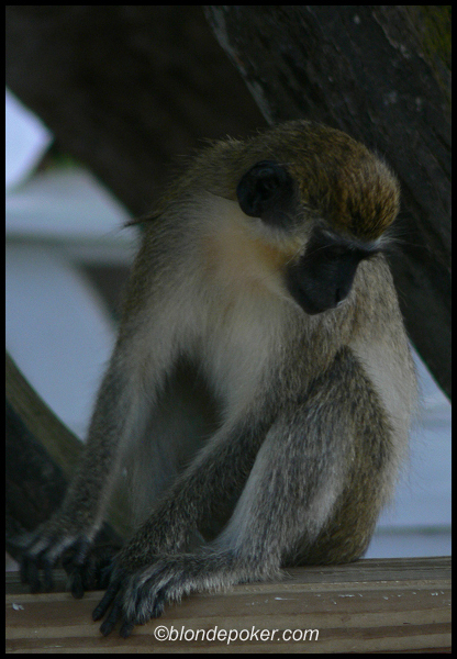 Monkey