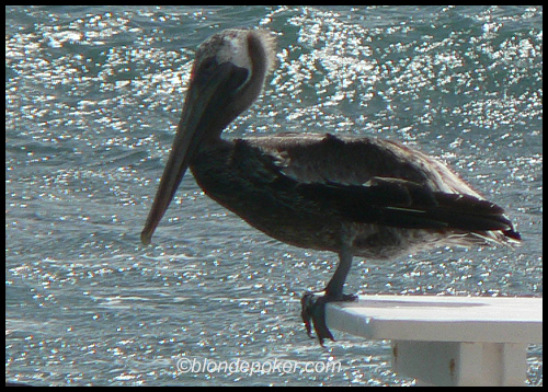 Pelican