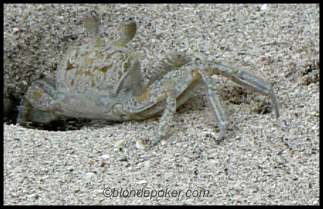 Crab